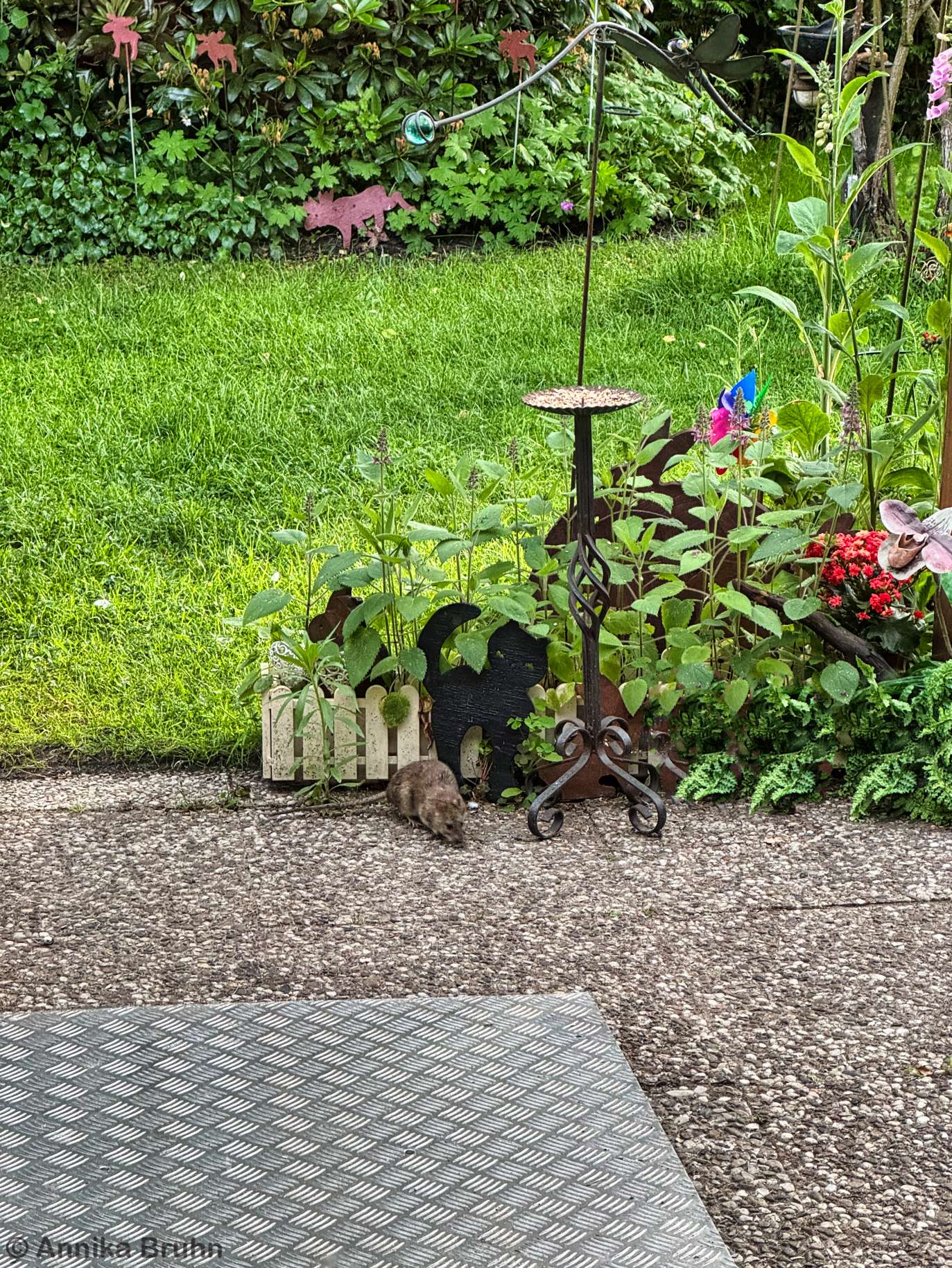 Hallo Ratte